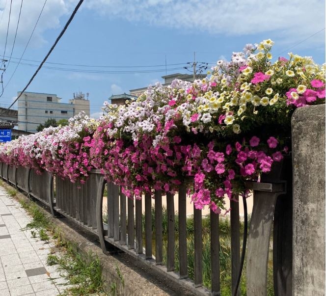 의정부시(시장 안병용)는 예기치 않았던 코로나-19의 확산과 장기화로 아름다운 나무와 꽃들이 뽐내는 현장을 방문하여 함께 즐길 수 없는 실정에 처해있는 시민들에게 일상 생활환경 속에서 쾌적한 푸르름과 아름다운 꽃을 보고 느낄 수 있도록 주변에서 쉽게 접하는 가로수를 특색 있고 쾌적하게 정리하고 도로 곳곳에 아름다운 꽃을 식재하는 사업을 추진하고 있다.
