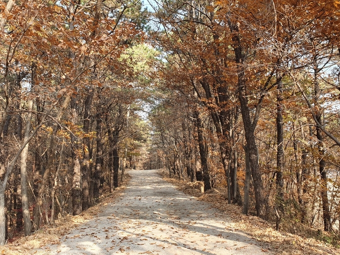 의정부시(시장 안병용)는 코로나 블루로 인한 시민들의 심리적 피로감 회복 및 우울감 해소를 위해 가을 단풍으로 물든 숲길에서의 휴식을 위해 쾌적하고 안전한 숲길 환경 정비를 지속적으로 추진하고 있다.