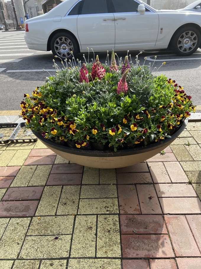 의정부시가 주요 도로변 약 200여 개의 가로화분과 화단에 초화류 2만 7천 본을 식재해 코로나19 장기화로 지친 시민들의 마음을 위로한다.