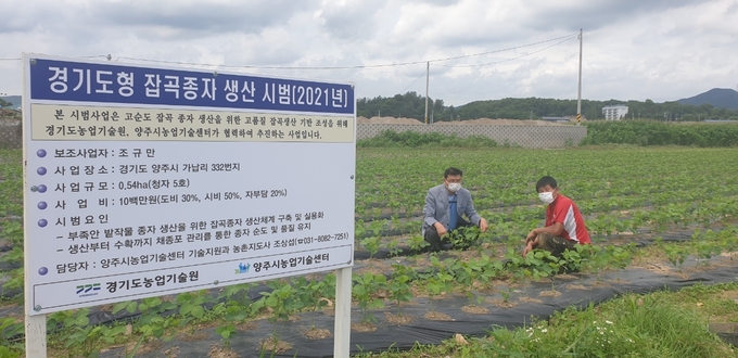양주시는 지난 13일 고순도 경기도형 잡곡 종자 생산으로 농가의 안정적인 종자 공급을 위해 2021년 경기도형 잡곡 종자 생산 시범단지 포장을 찾아 재배관리 현장 기술지도를 실시했다.