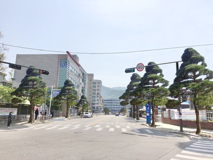 의정부시는 오는 9월 말까지 범골로 구간인 의정부시보건소 주변에 식재된 가로수 수종교체 사업을 통해 이용객들에게 쾌적하고 안전한 보행 환경을 제공하기 위해 기존 메타세쿼이아를 제거하고 상록성 가로수인 소나무를 식재한다고 밝혔다.
