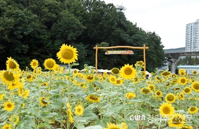  의정부시는 9월 21일 과거 쓰레기 산이라 불리던 신곡체육공원 부지를 탈바꿈해 ‘달빛 물든 해바라기 정원’을 개장했다.