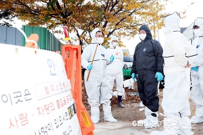  전국적으로 럼피스킨병이 확산되고 있는 가운데 파주시는 10월 30일까지 관내 축산농가 백신 접종을 완료할 예정이라고 밝혔다. <br>
