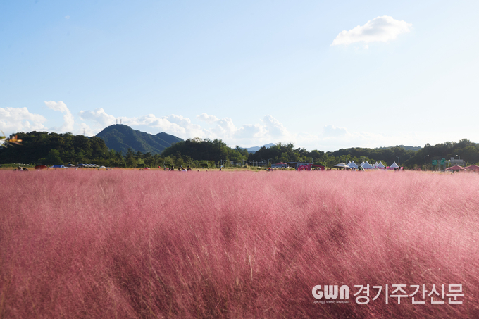  청명한 하늘과 신선한 바람이 부는 가을 날씨 속 형형색색 가을꽃을 만끽할 수 있는 ‘2024년 양주 천만송이 천일홍 축제’가 지난 29일 성황리에 막을 내렸다. / 사진=양주시