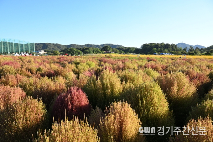  양주시 나리농원에서 열리는 천일홍 꽃밭이 나들이 명소로 많은 관람객의 발길을 사로잡으며 인기몰이하고 있다. / 사진=양주시<br>